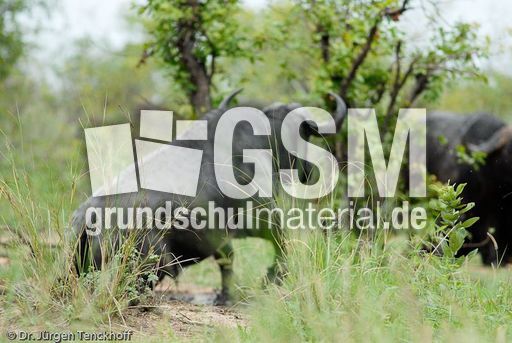 Afrikanischer Büffel (87 von 102).jpg